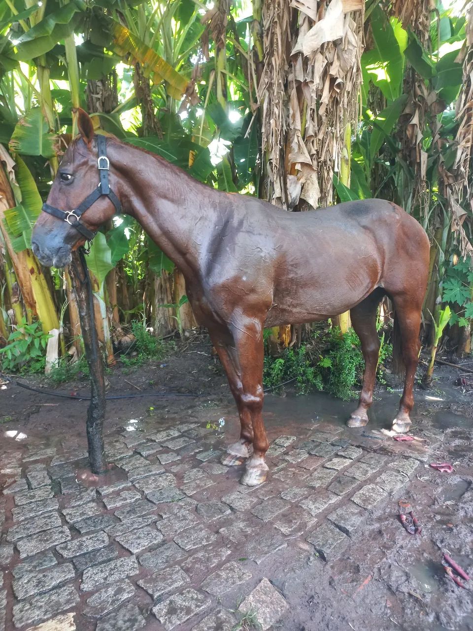 Cavalo de direita - Foto 3
