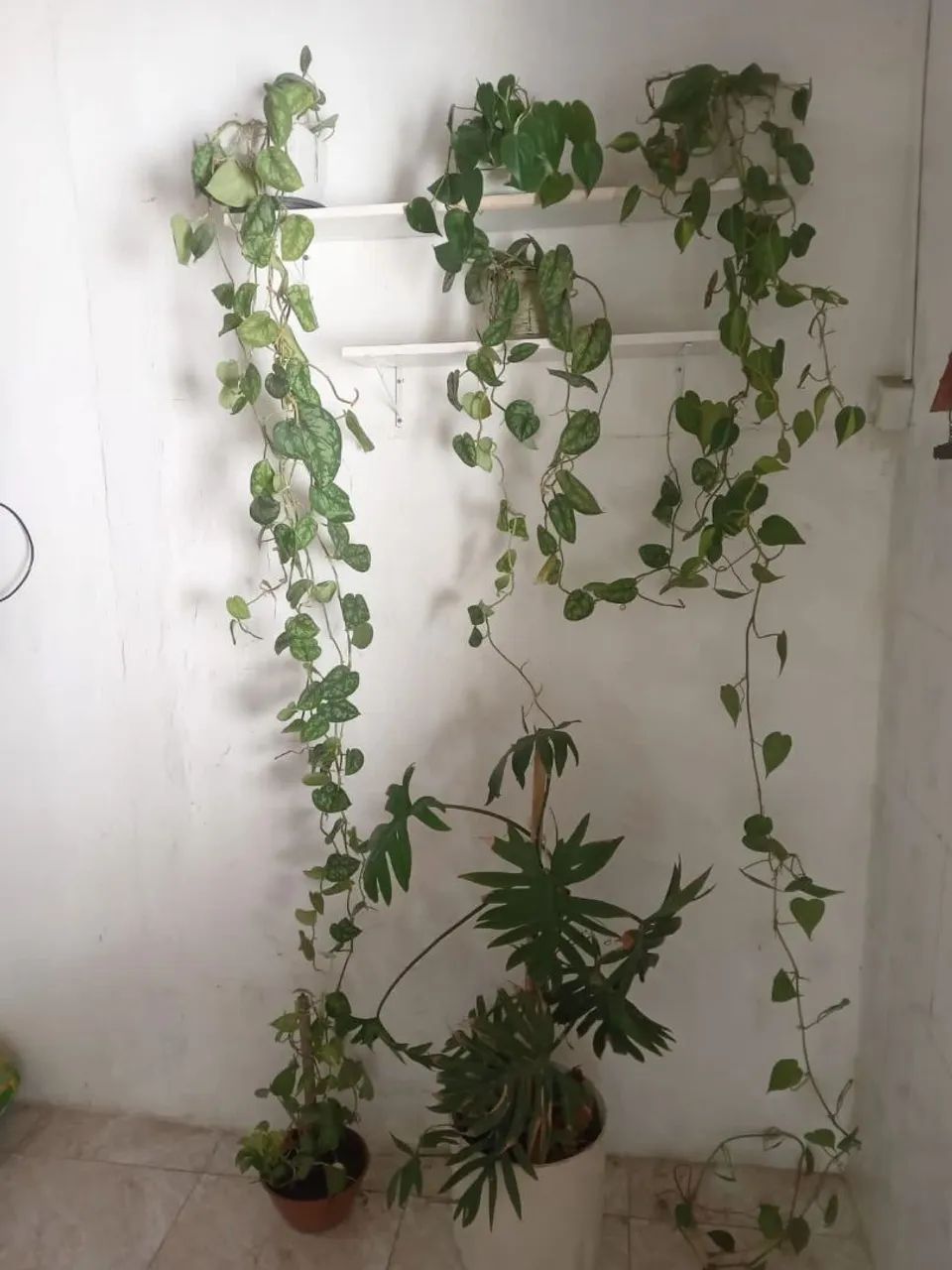 Todas as plantas e prateleira 