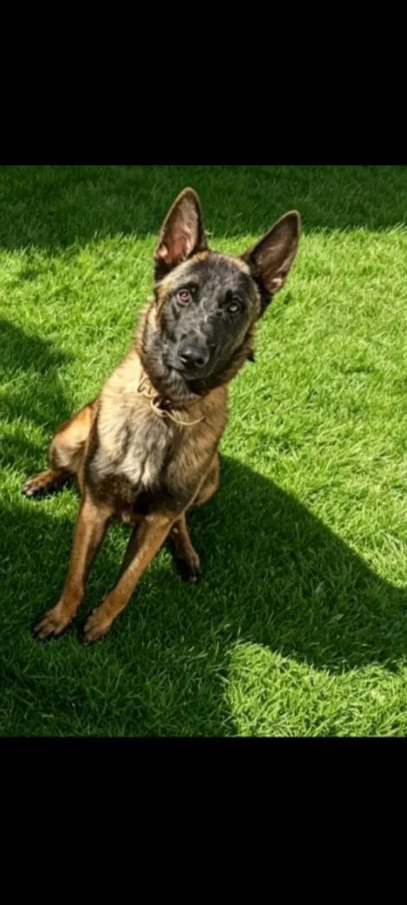 Pastor Belga Malinoar  - Foto 3