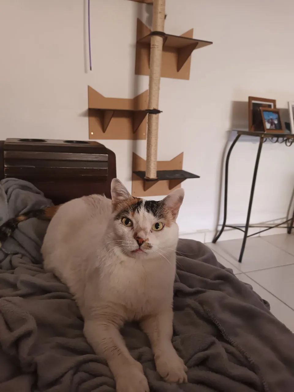 Gatos