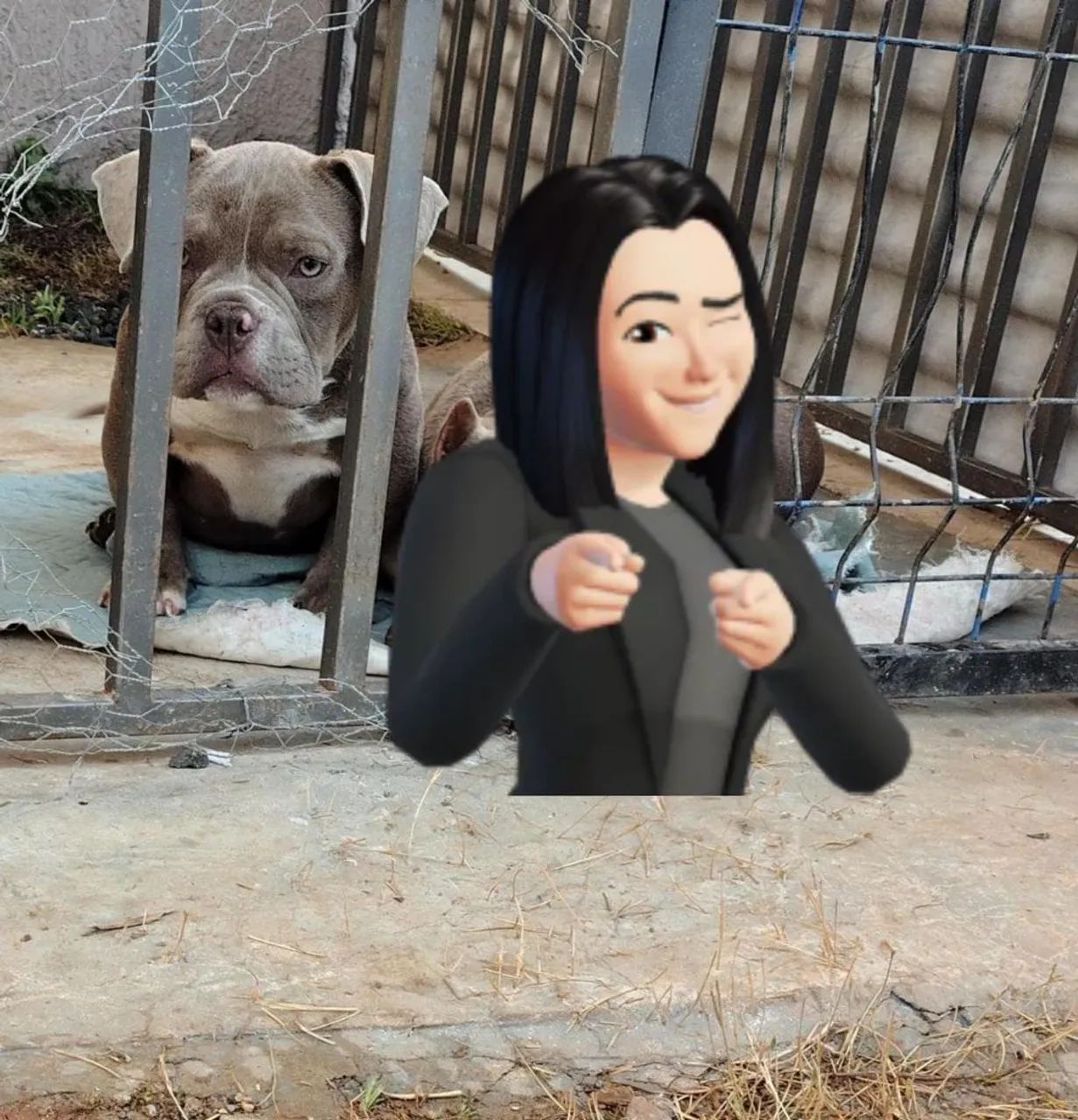 Américan Bully macho 