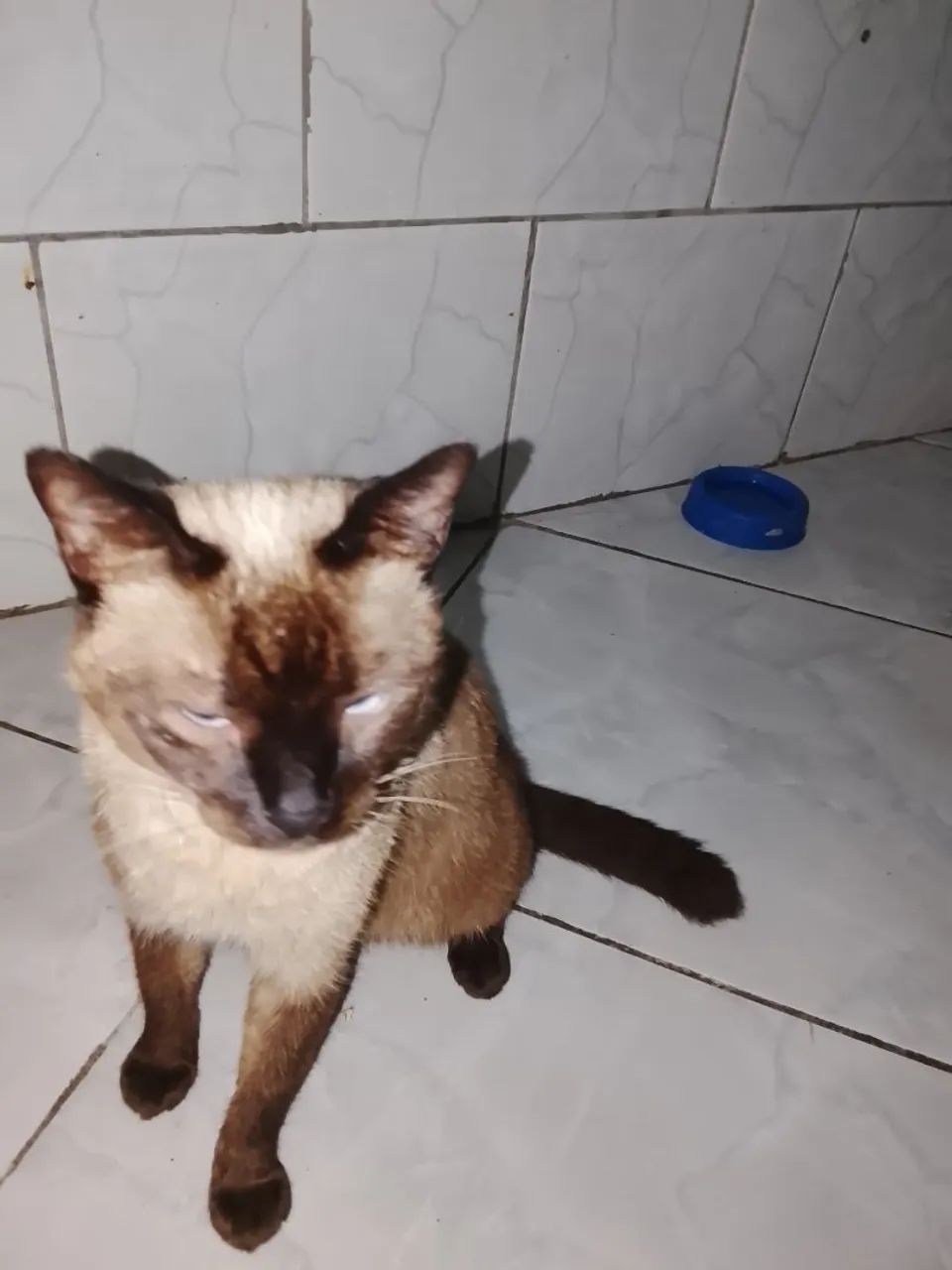 Procuro casa pra alugar 