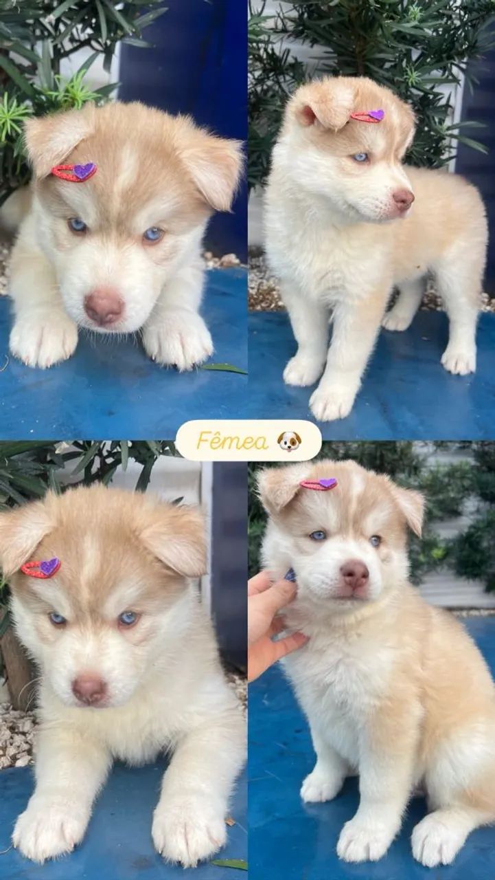 Husky siberiano  - Foto 4