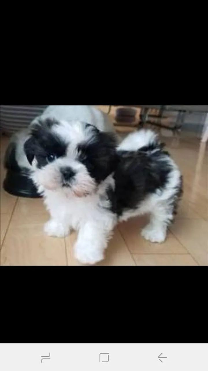 Lindos filhotes de shihtzu mini  - Foto 2