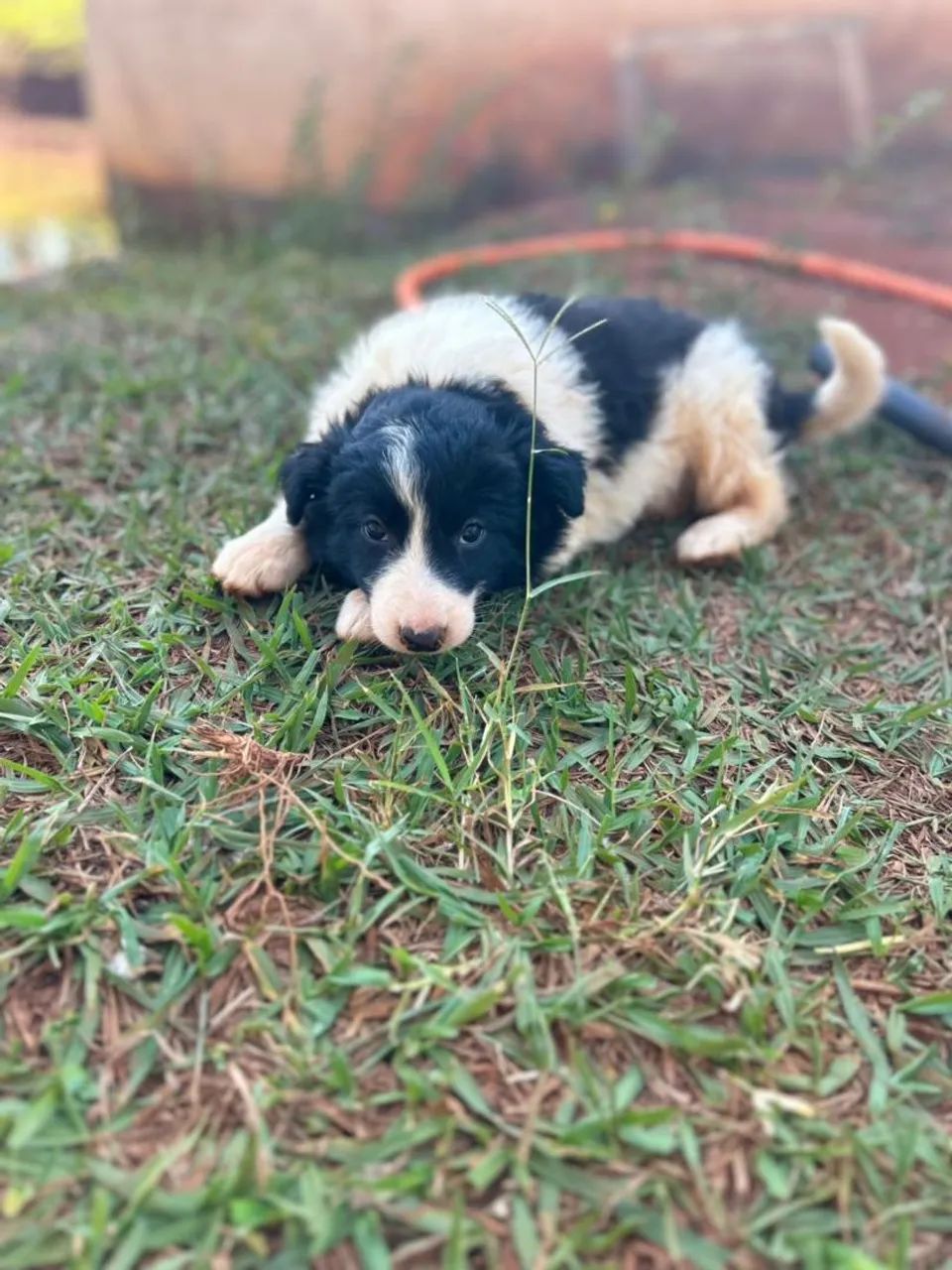 Filhote de Border collie  - Foto 4