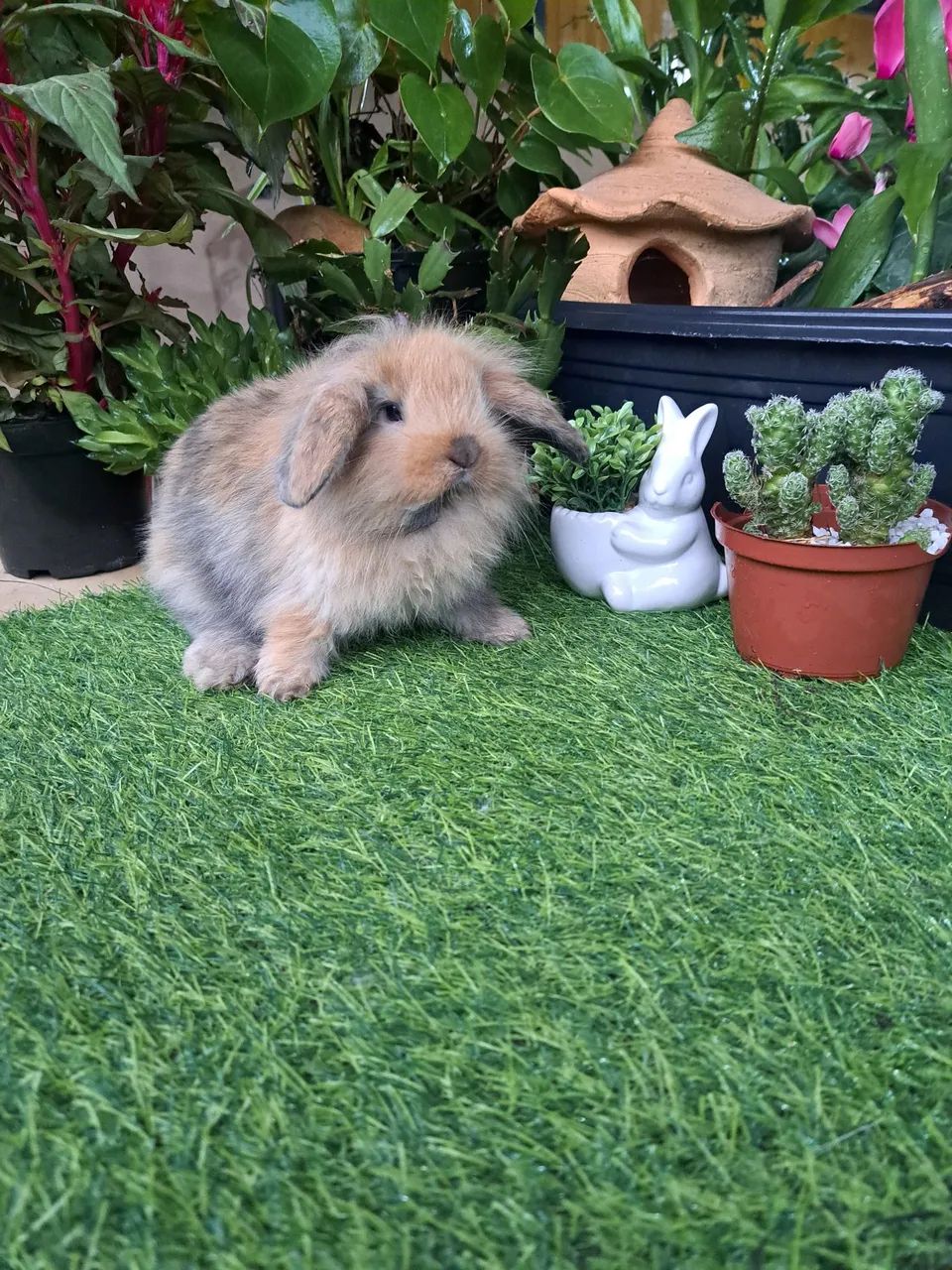 mini coelhos  - Foto 2