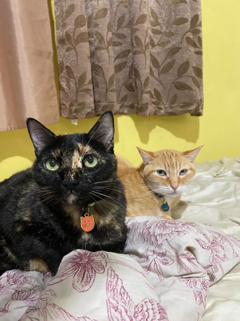 Doação gatinho - Foto 4