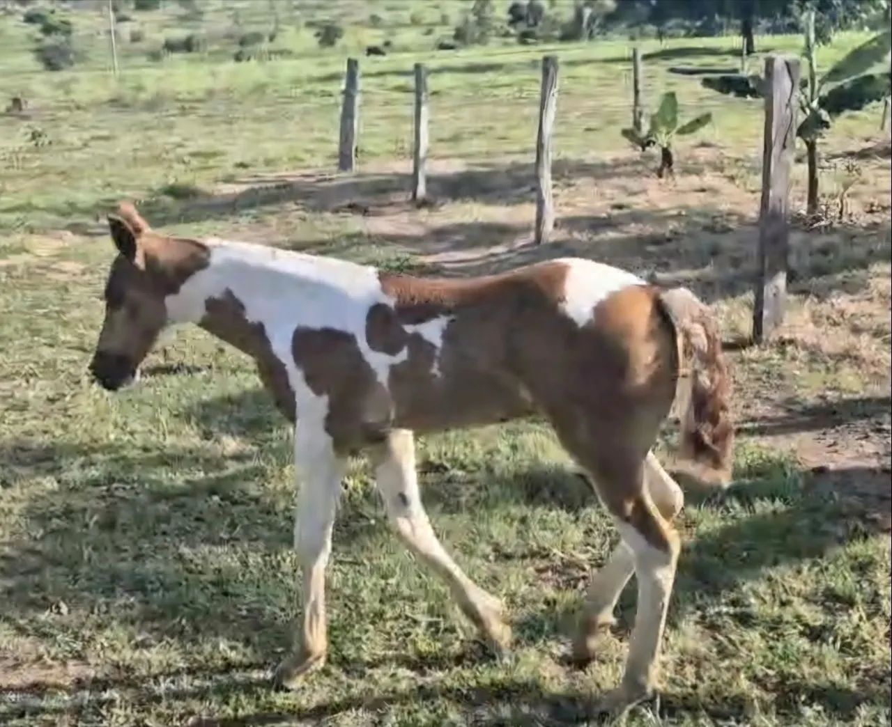 Potrinho
