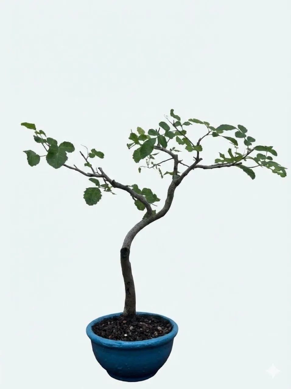 Bonsai de Aroeira 
