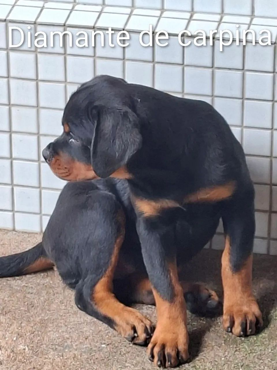 rottweiler  - Foto 4