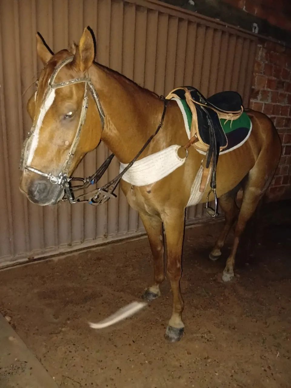 Cavalo de esteira 5 anos . - Foto 2