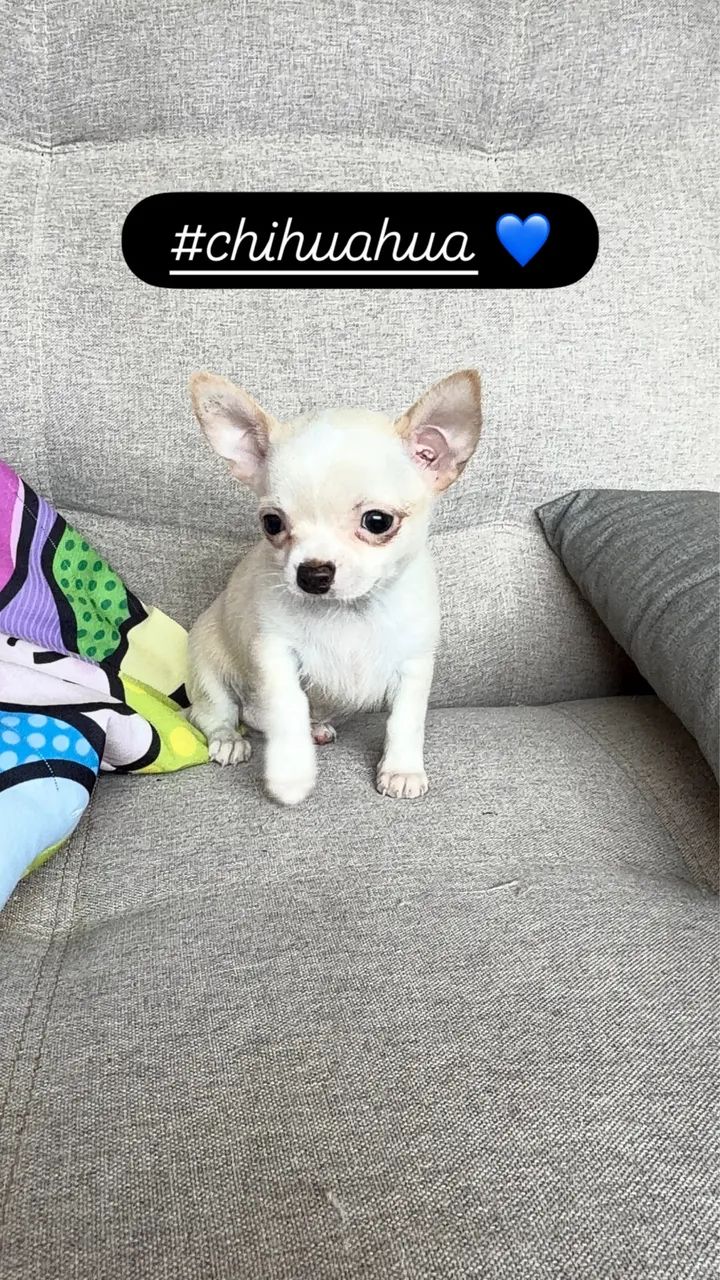 Chihuahua  - Foto 2
