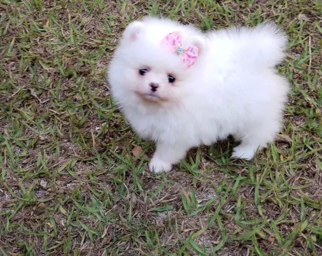 Lulu da Pomerania parcelamos 18 vezes sem juros  - Foto 2