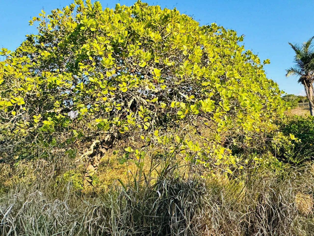 Foto - João Pessoa - Mangabeira