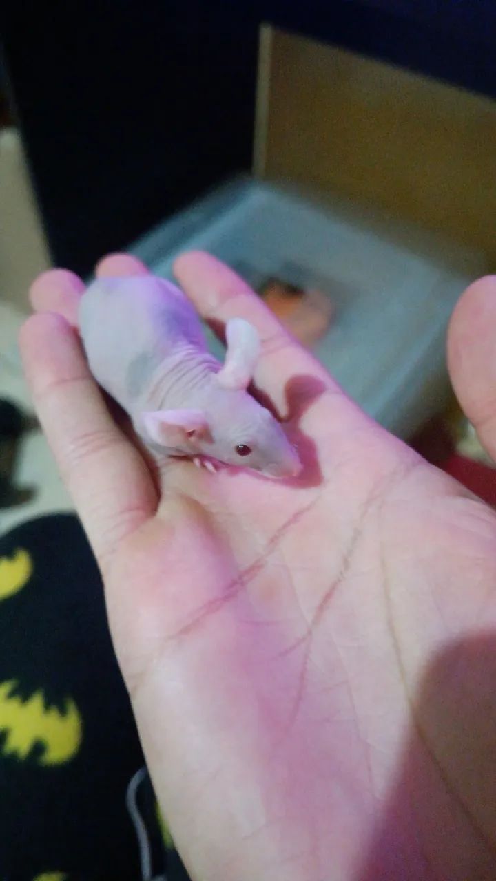 Camundongos hairless PROMOÇÃO  - Foto 6