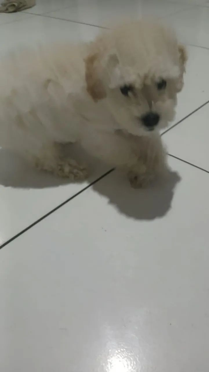 Filhotes de Poodle  - Foto 3