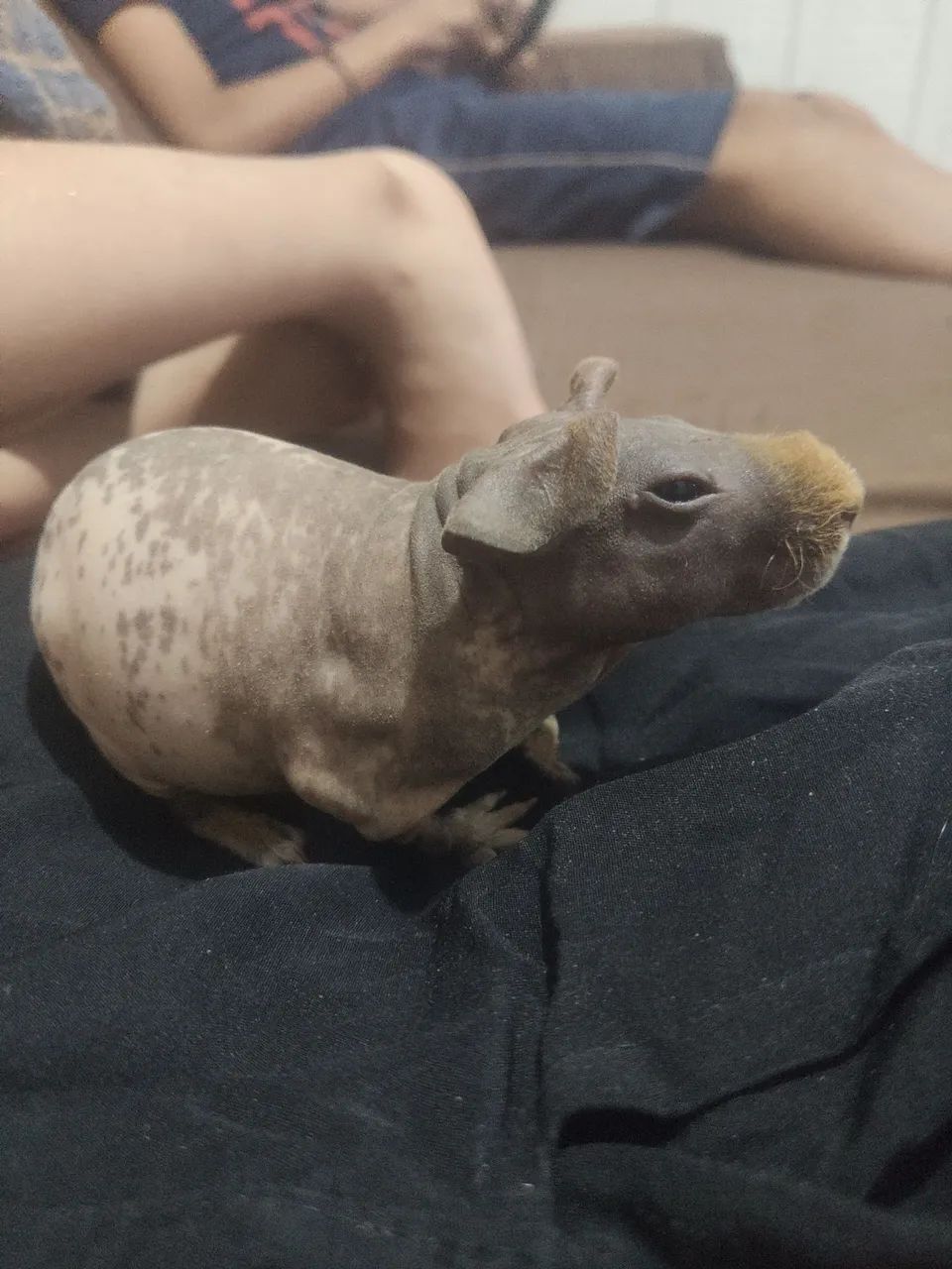 Skinny pig Dálmata ( PORQUINHO DA ÍNDIA )