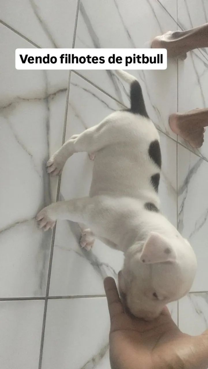 Filhotes de pitbull  - Foto 2