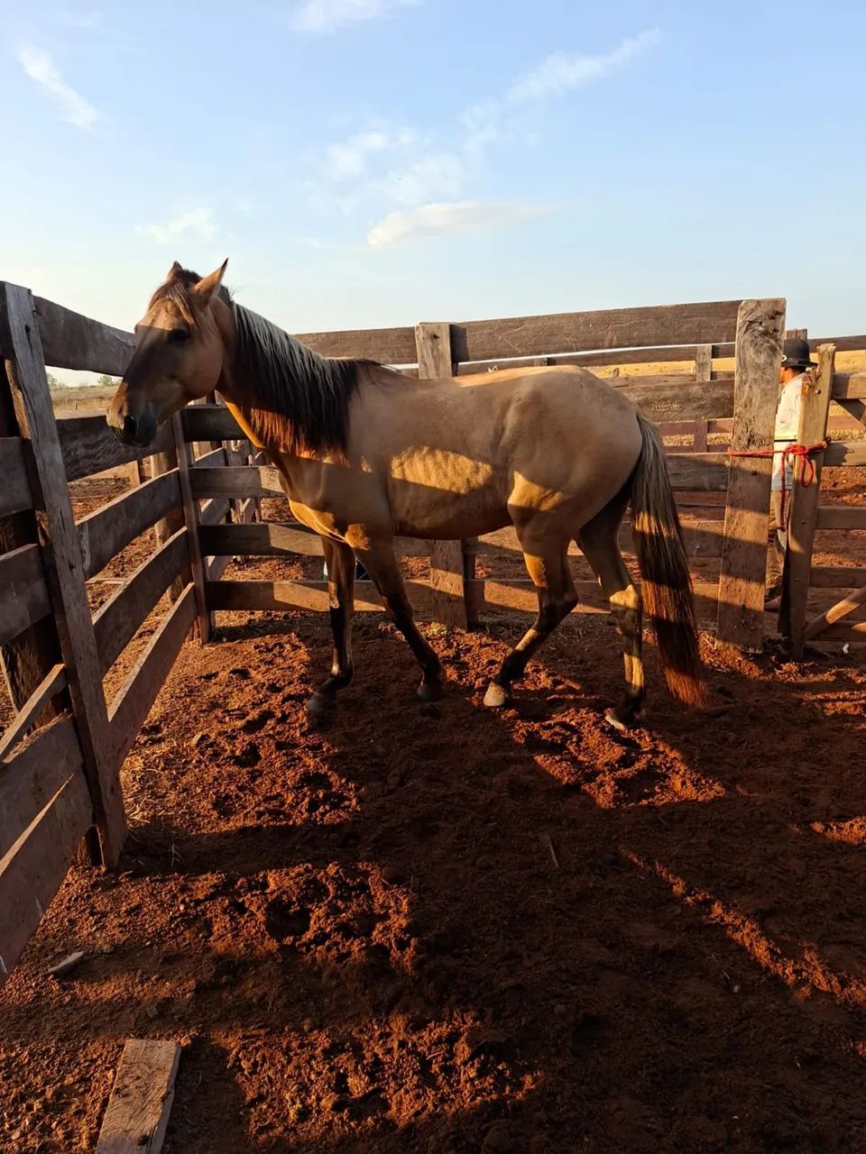 Vendo cavalo manso  - Foto 3