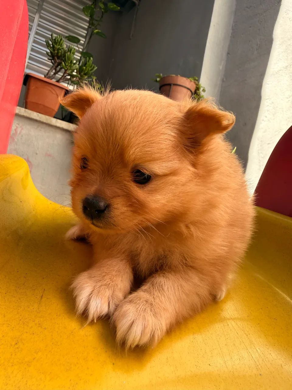 Fêmea de Spitz Alemão  - Foto 2