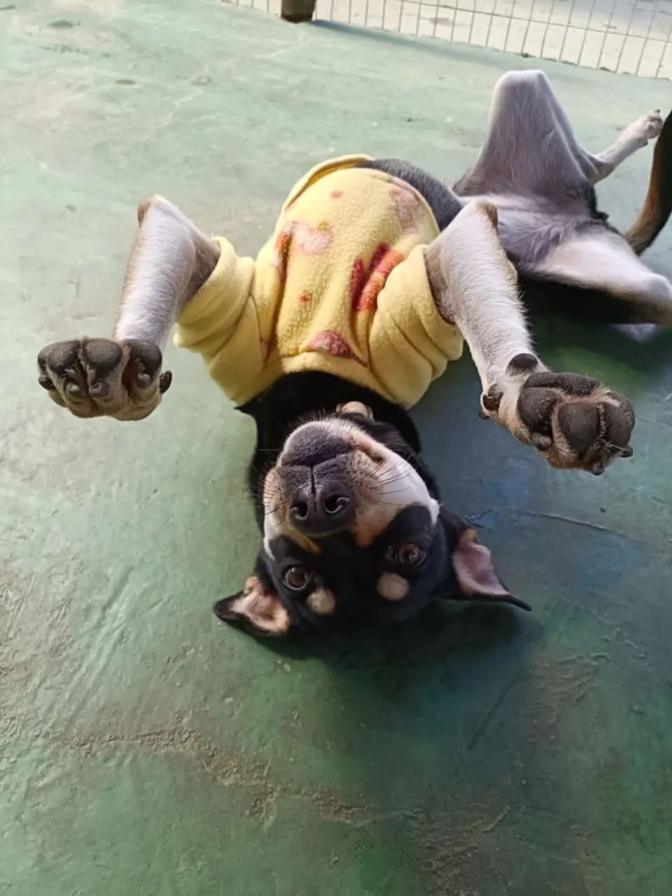 Pet  - Foto 2