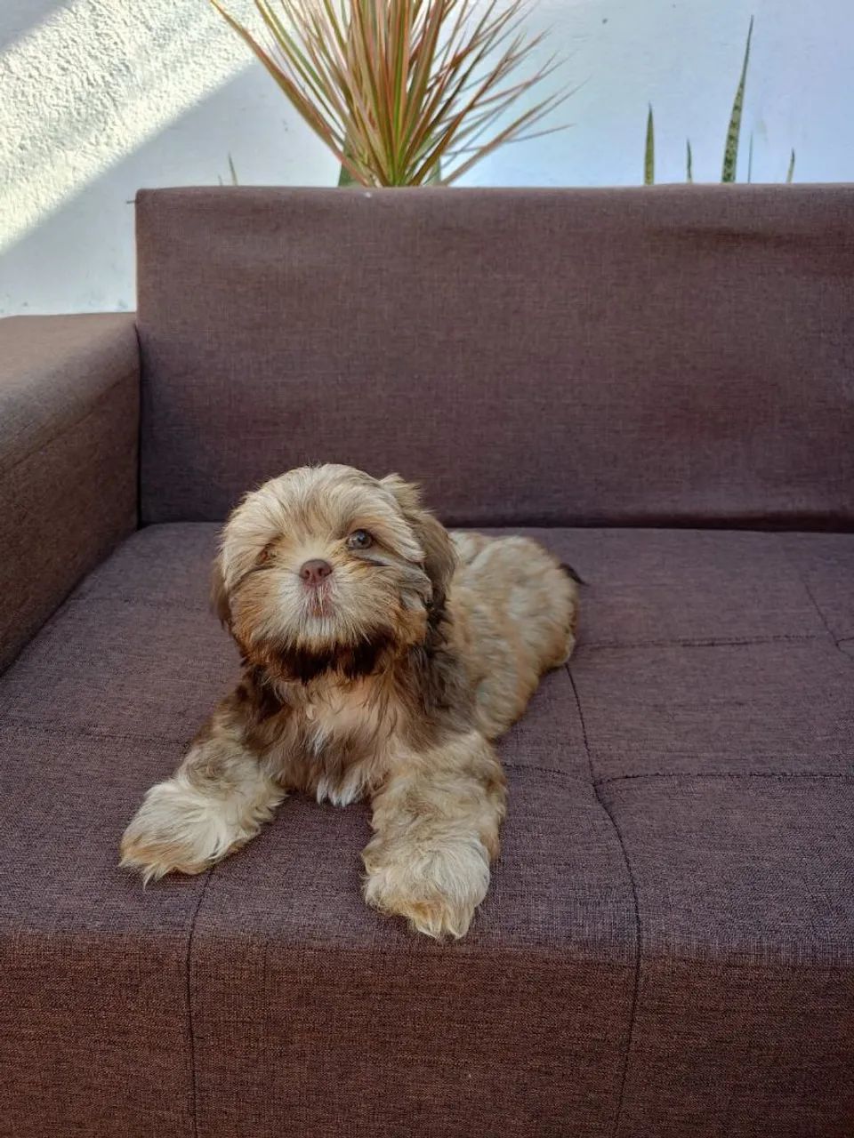 Filhotes Shih Tzu  - Foto 4