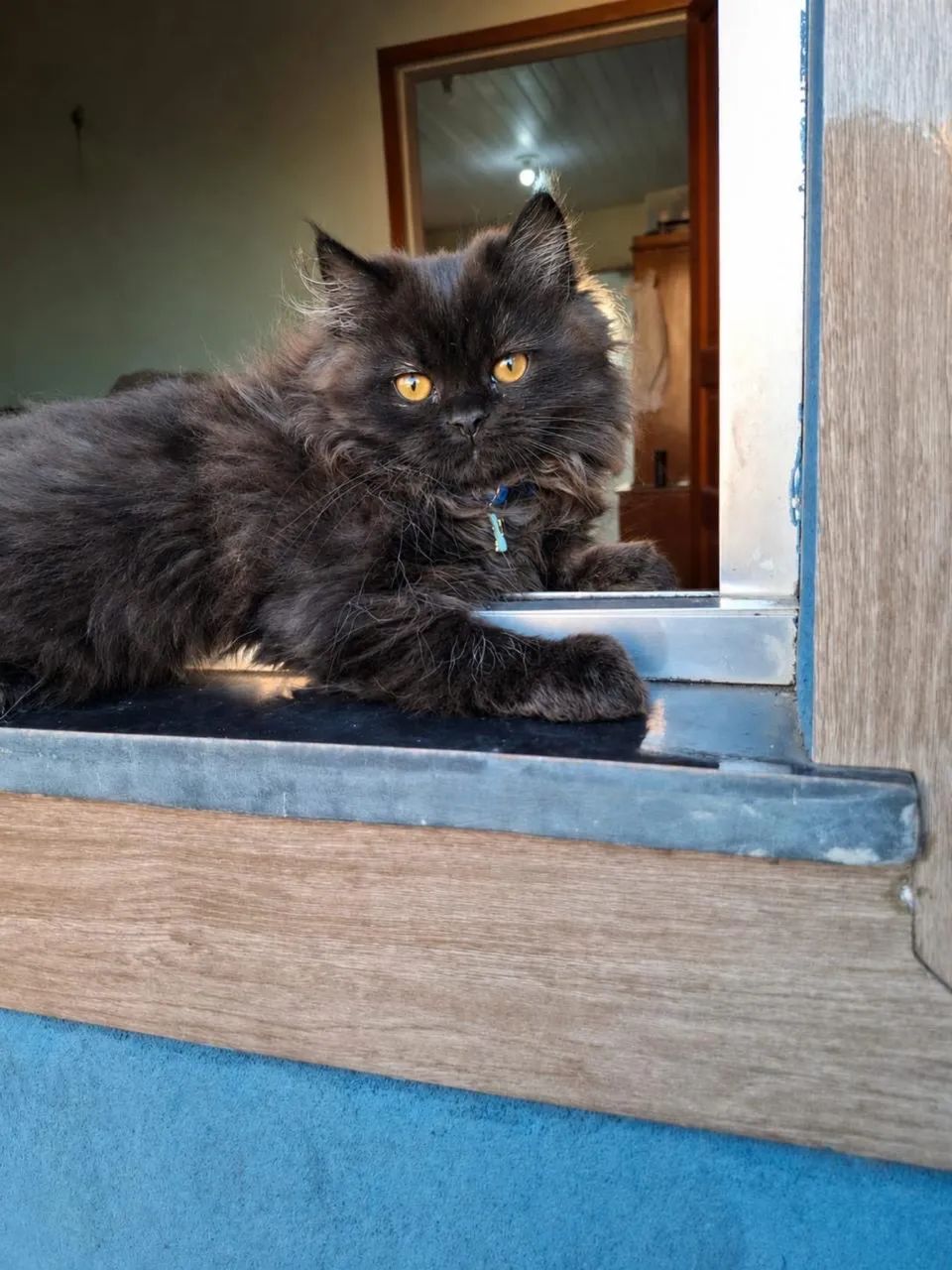 Gato Persa - Foto 2