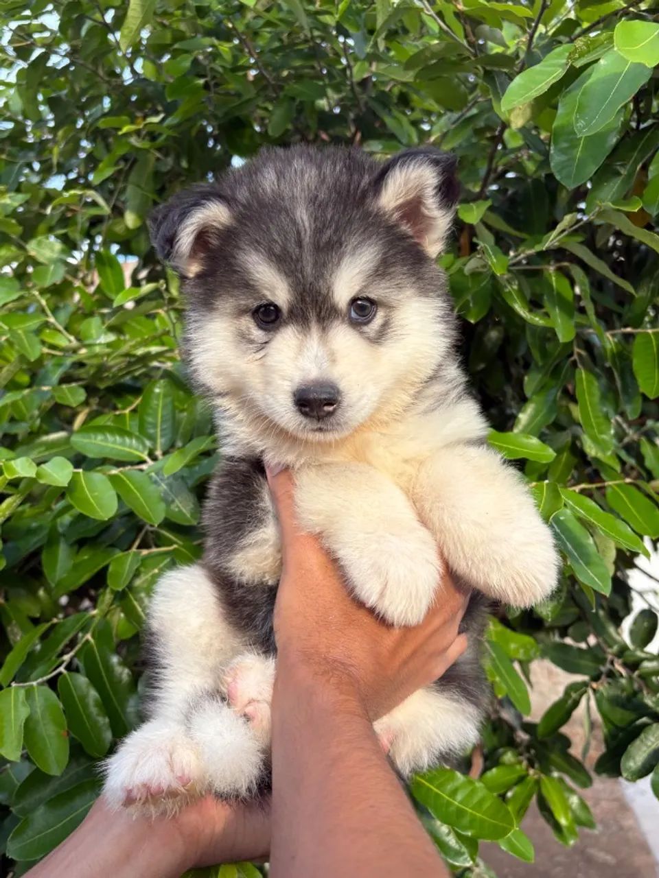 Husky siberiano - com microchip e pedigree 
