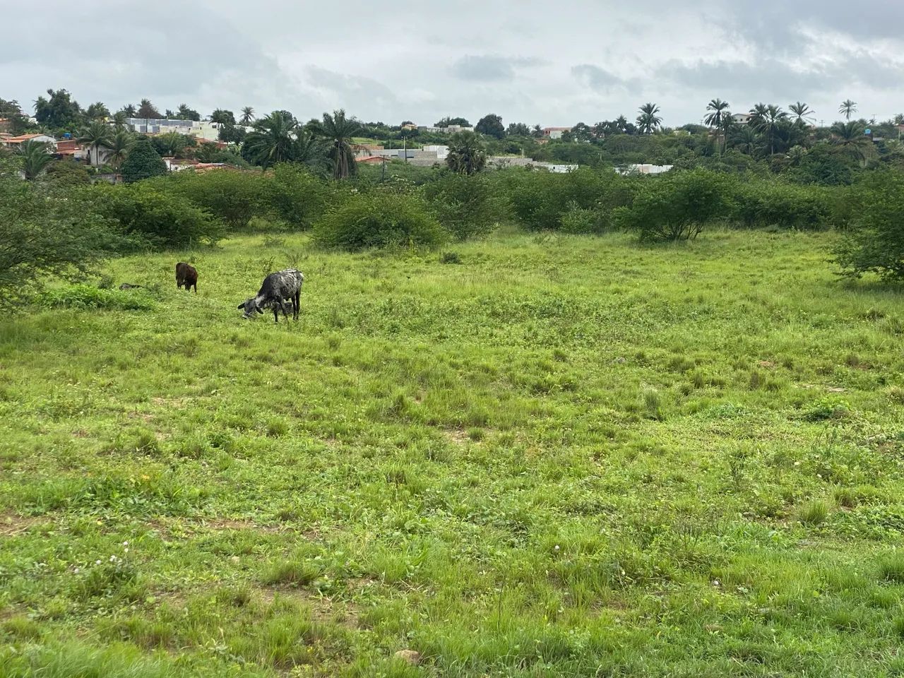 Terreno em Conceição Jacuipe  - Foto 2