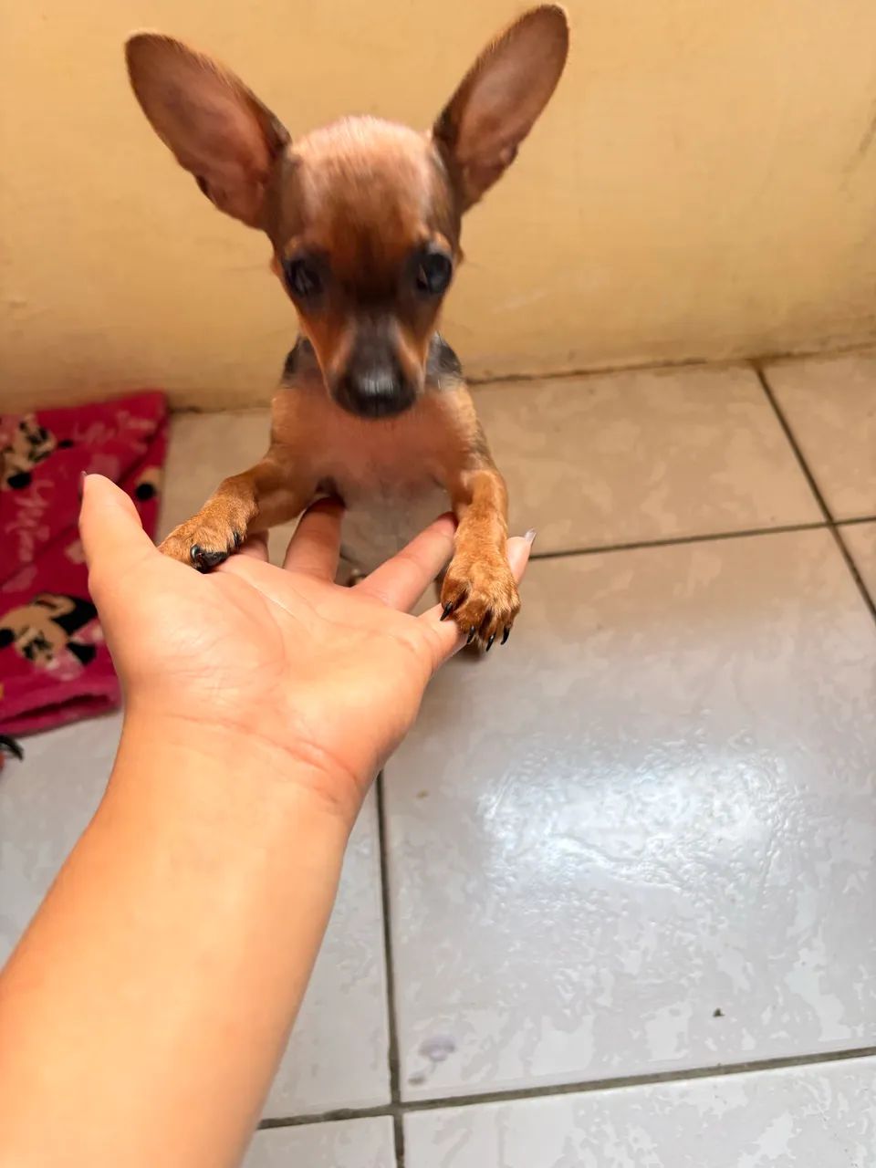 Pinscher 0 - Foto 5