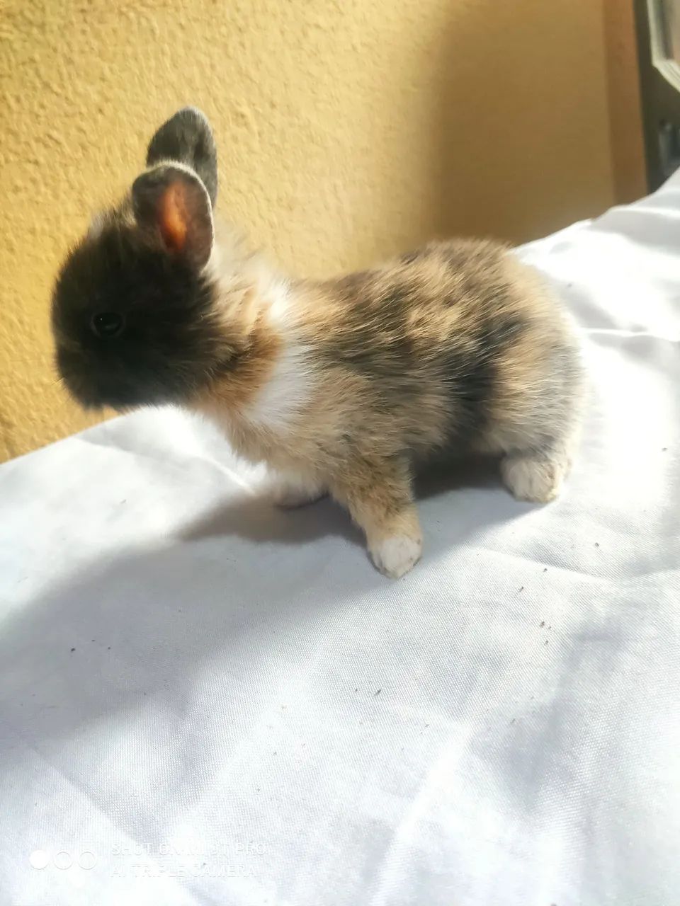 Coelho místiço holandês 