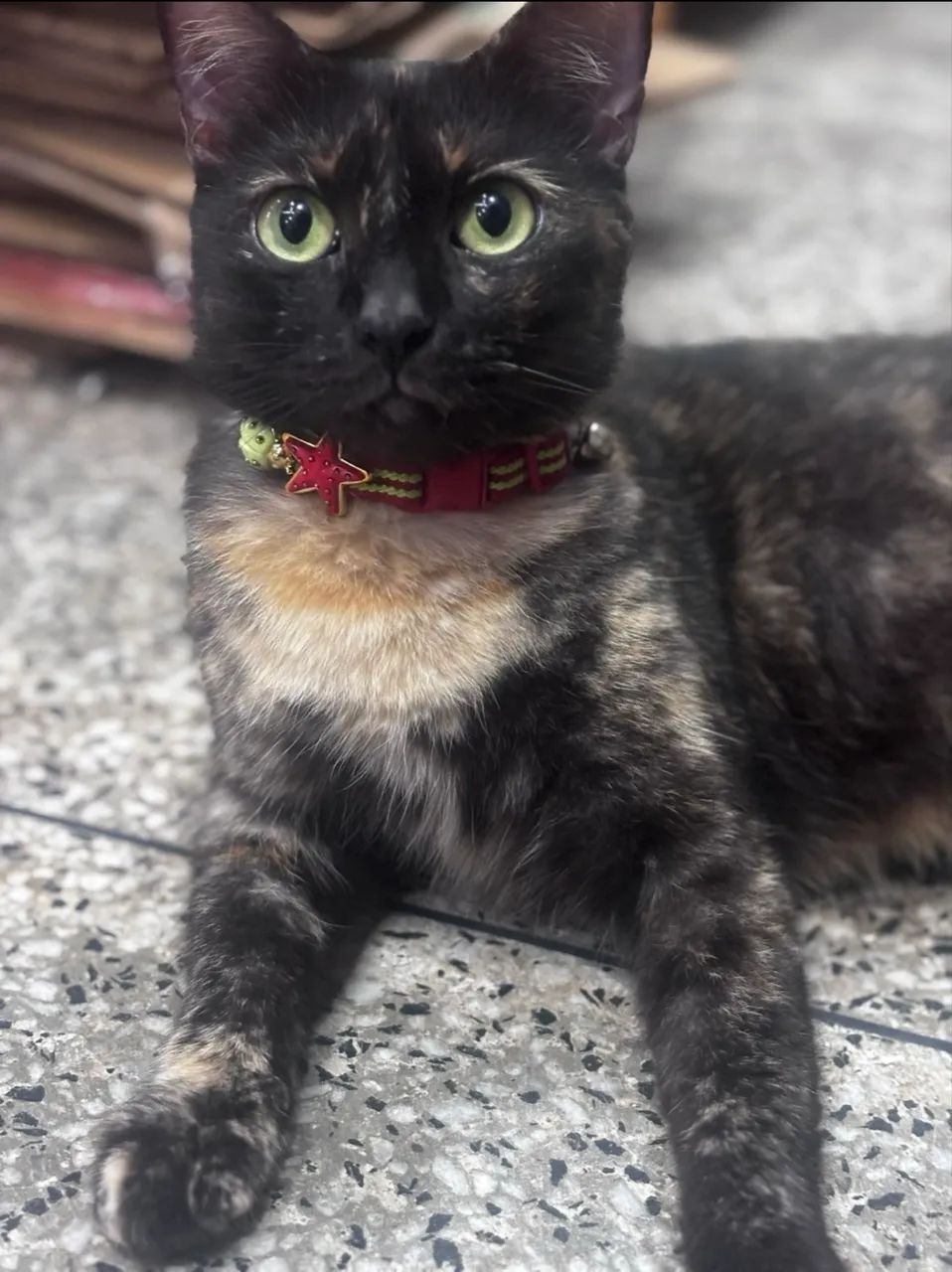 DOAÇÃO DE GATA