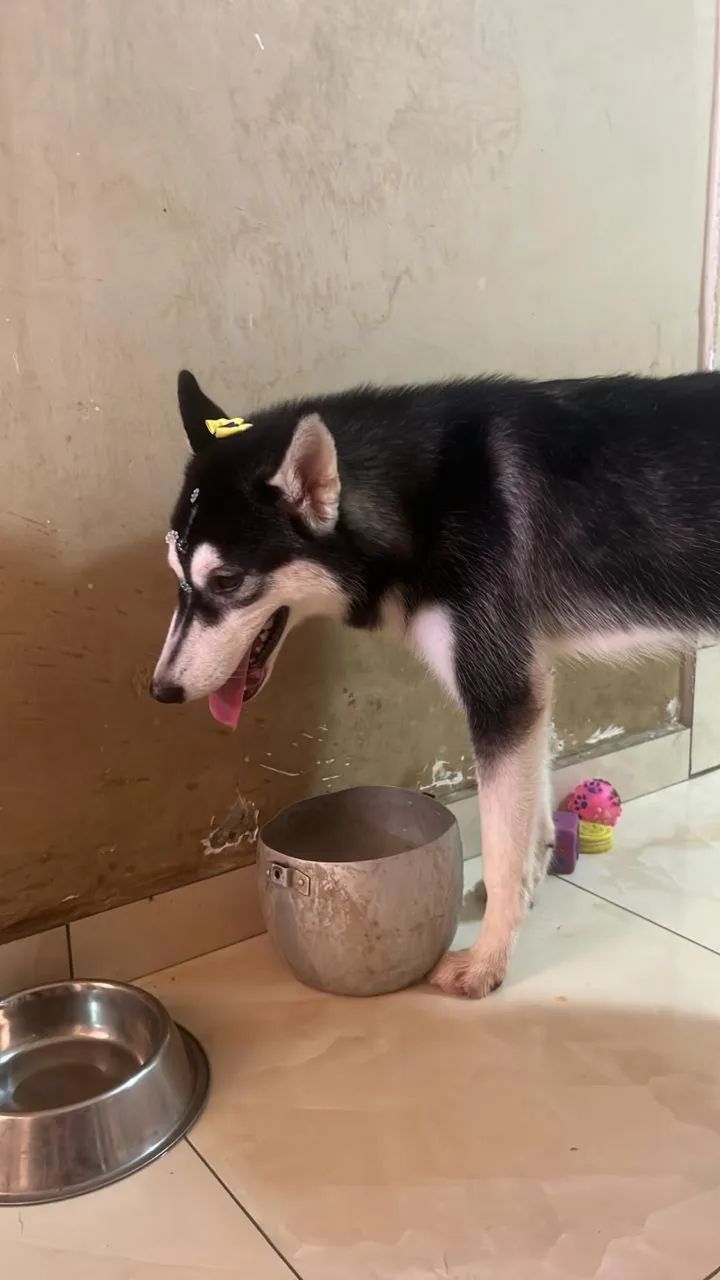 FÊMEA DE HUSKY SIBERIANO 