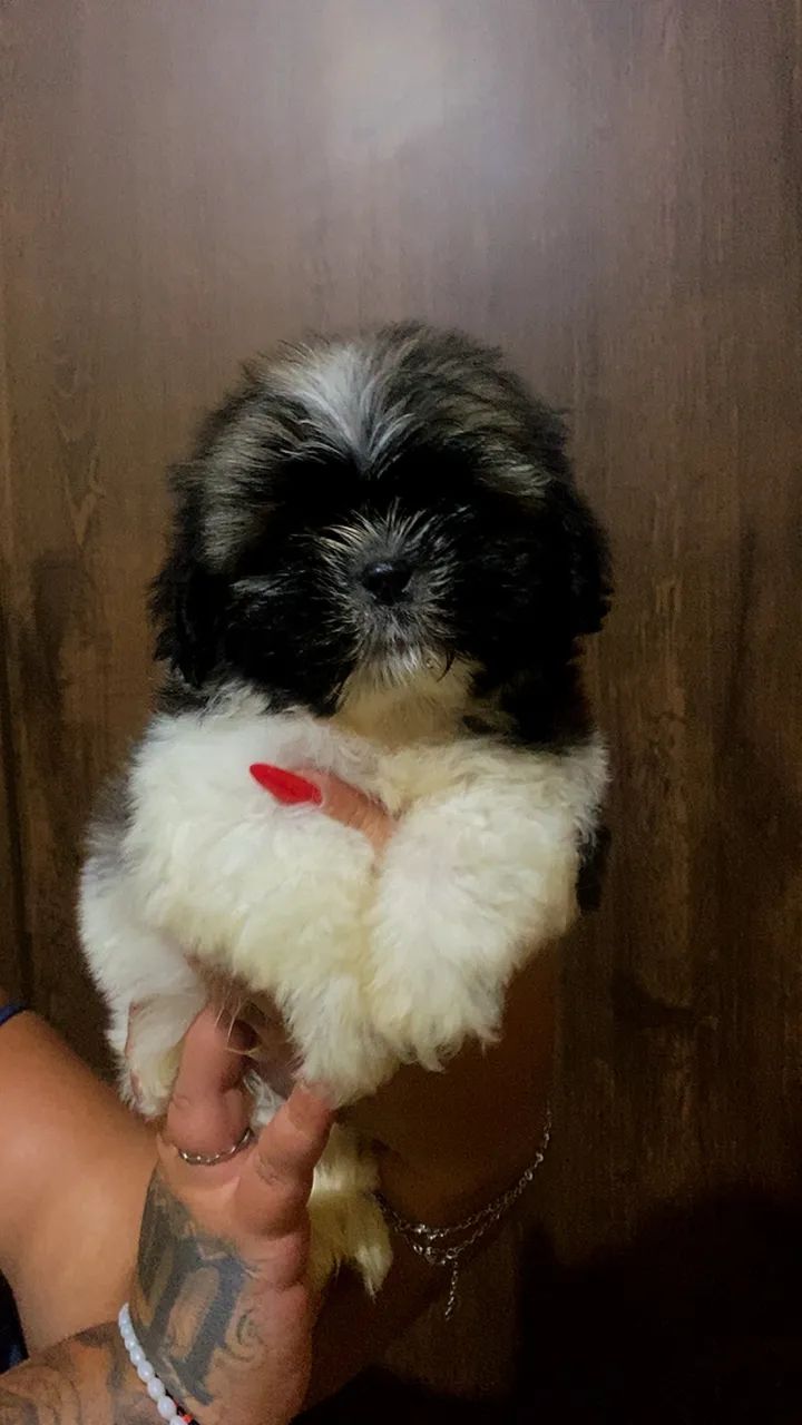 Shih tzu  - Foto 4
