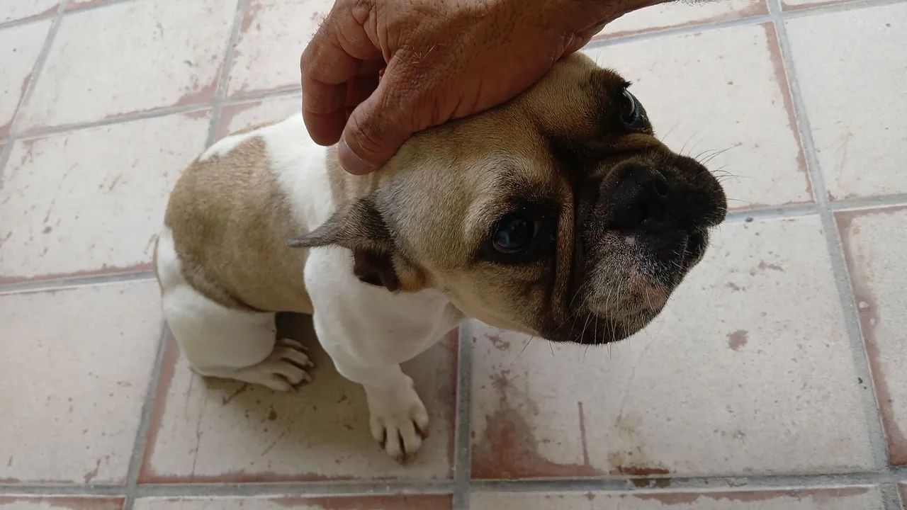 Cachorro  buldogue 