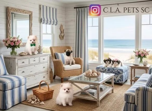 Shih Tzu, Pug e Lulu - Foto 3