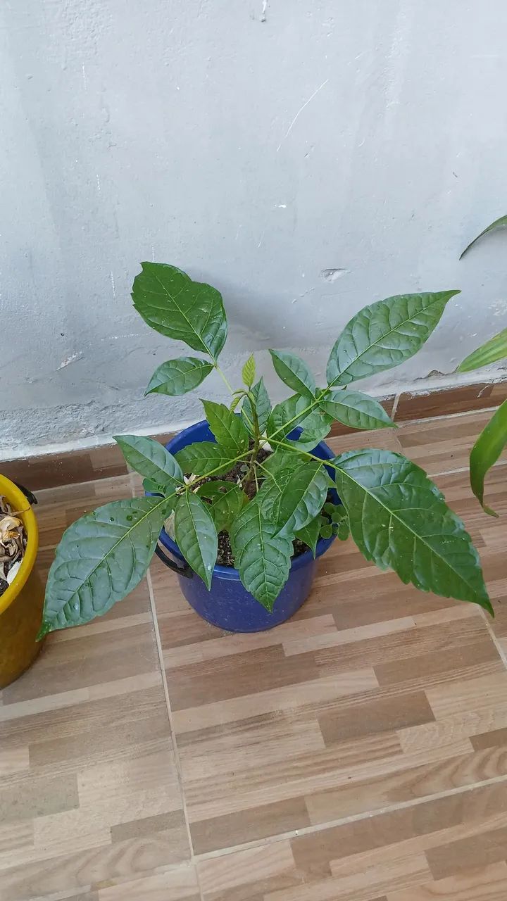 Vende se plantas - Foto 2
