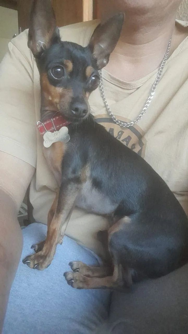 Pinscher macho - Foto 4
