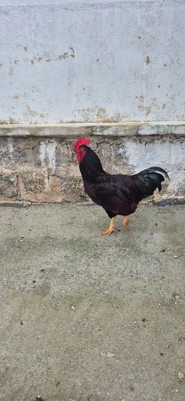 Galo Rhode Island Red  - Foto 5
