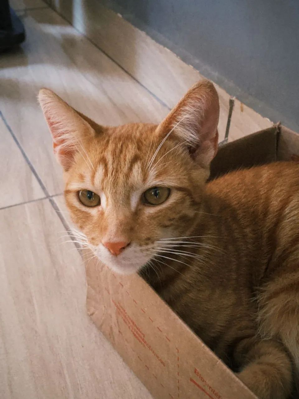 Gatinho