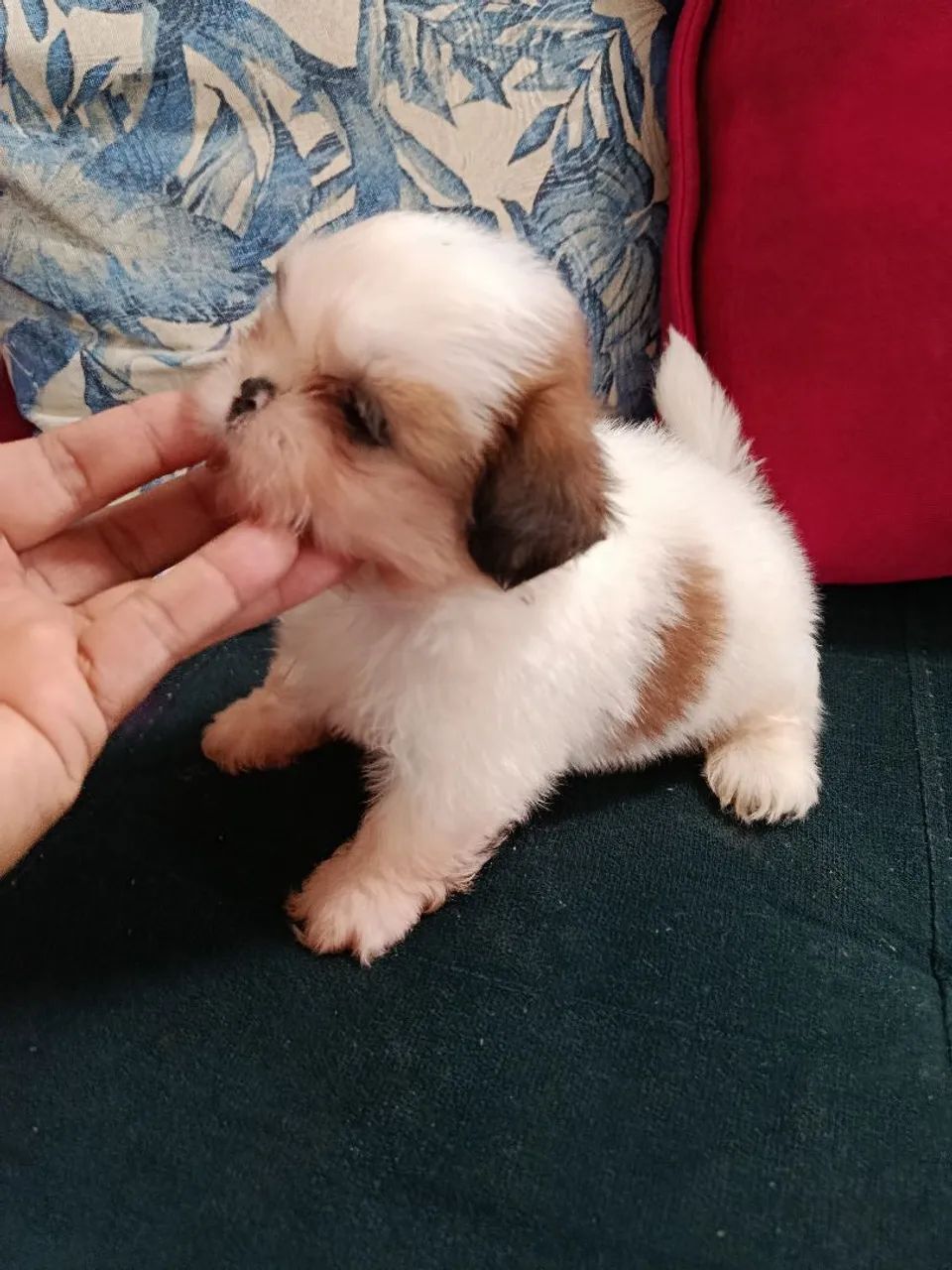 Cachorra Shitzu  - Foto 2