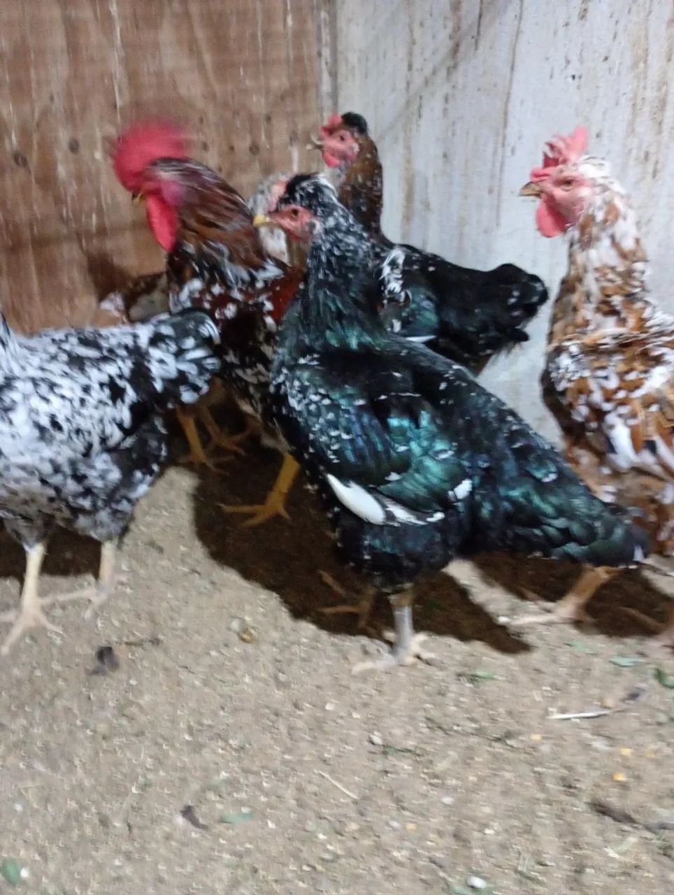 Galinha e galo gsb balão disponível  - Foto 4