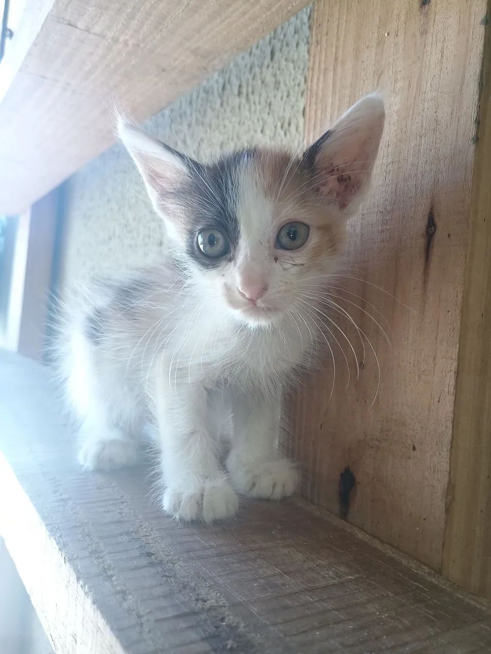 Gatinha para doação  - Foto 2