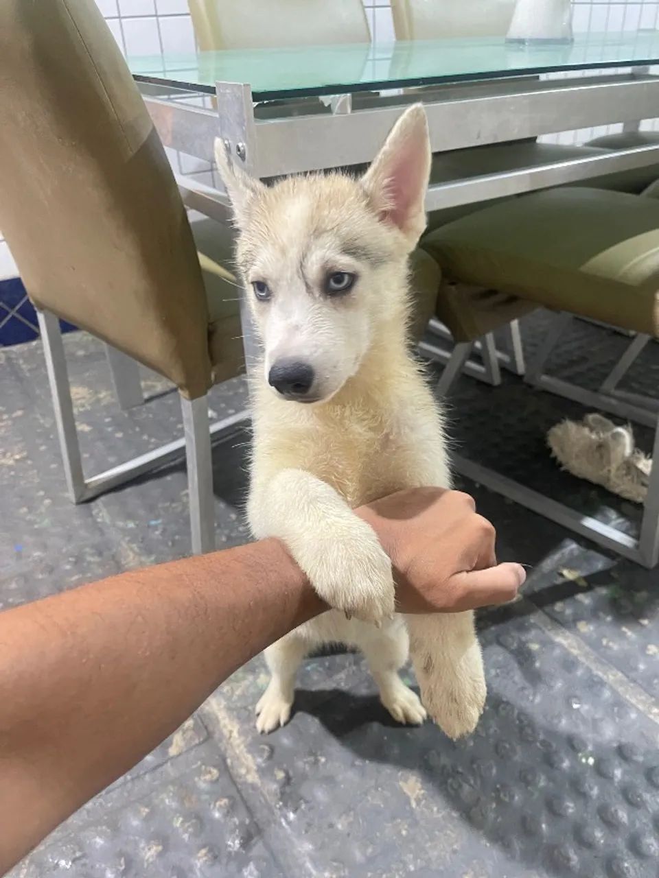 Filhotes de Husky Siberiano  - Foto 2
