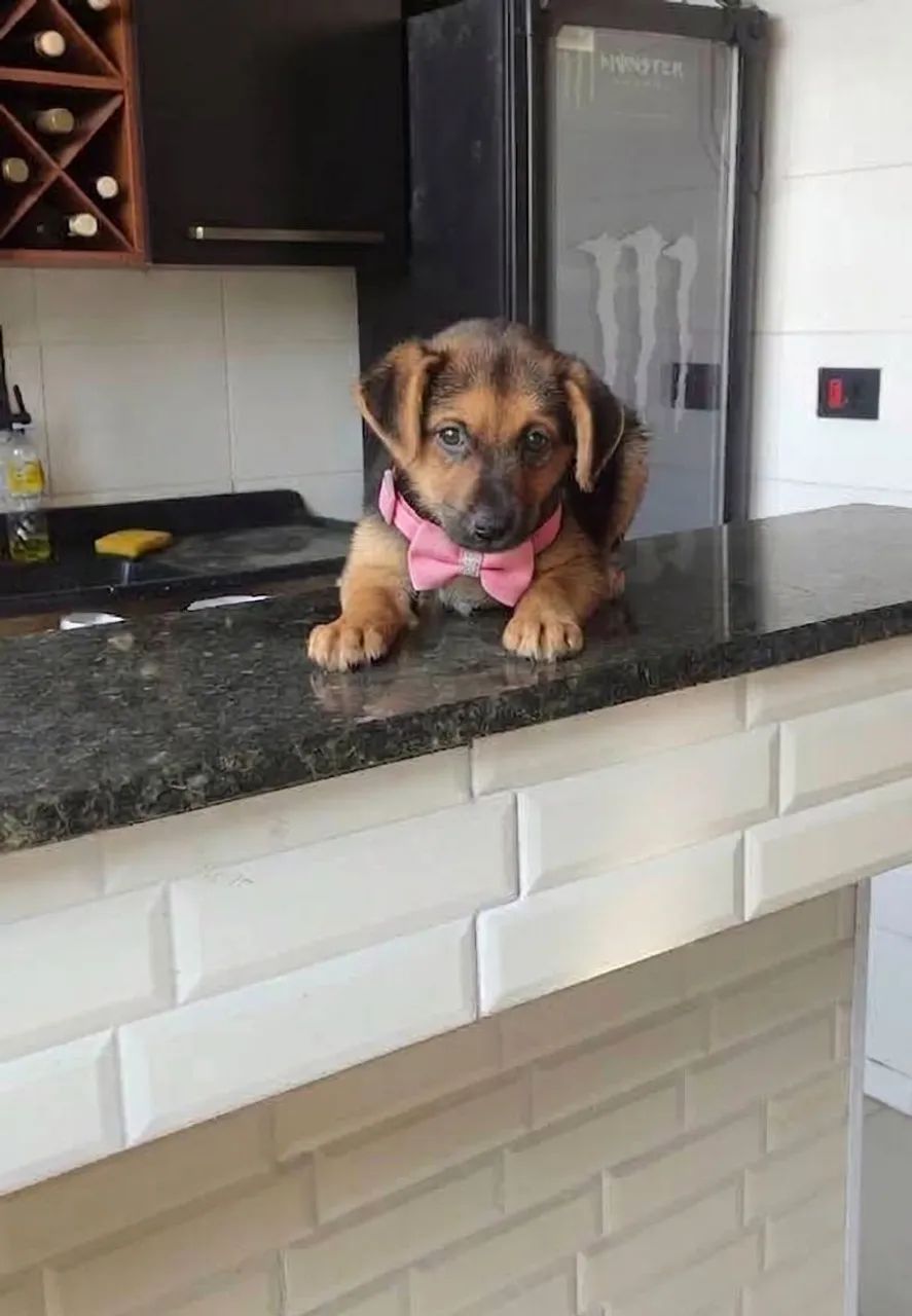 Cachorrinha doação 