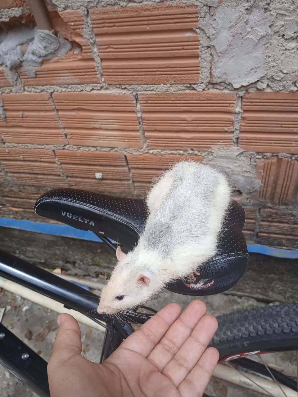 Doa-se twister  - Foto 3