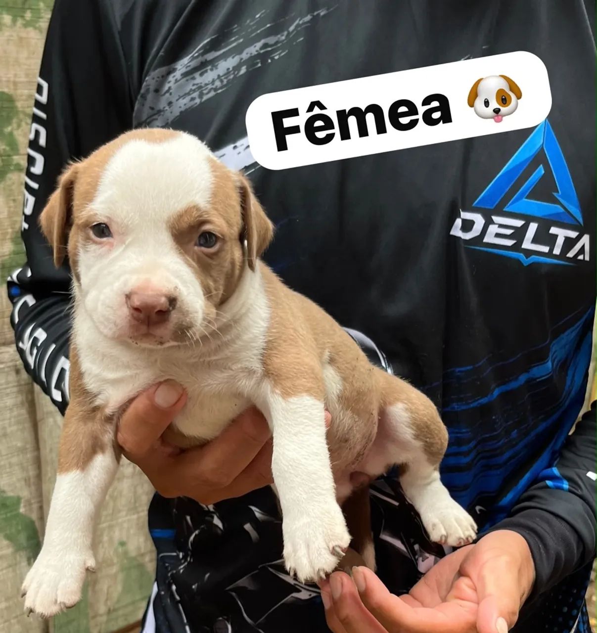 Pitbull original 