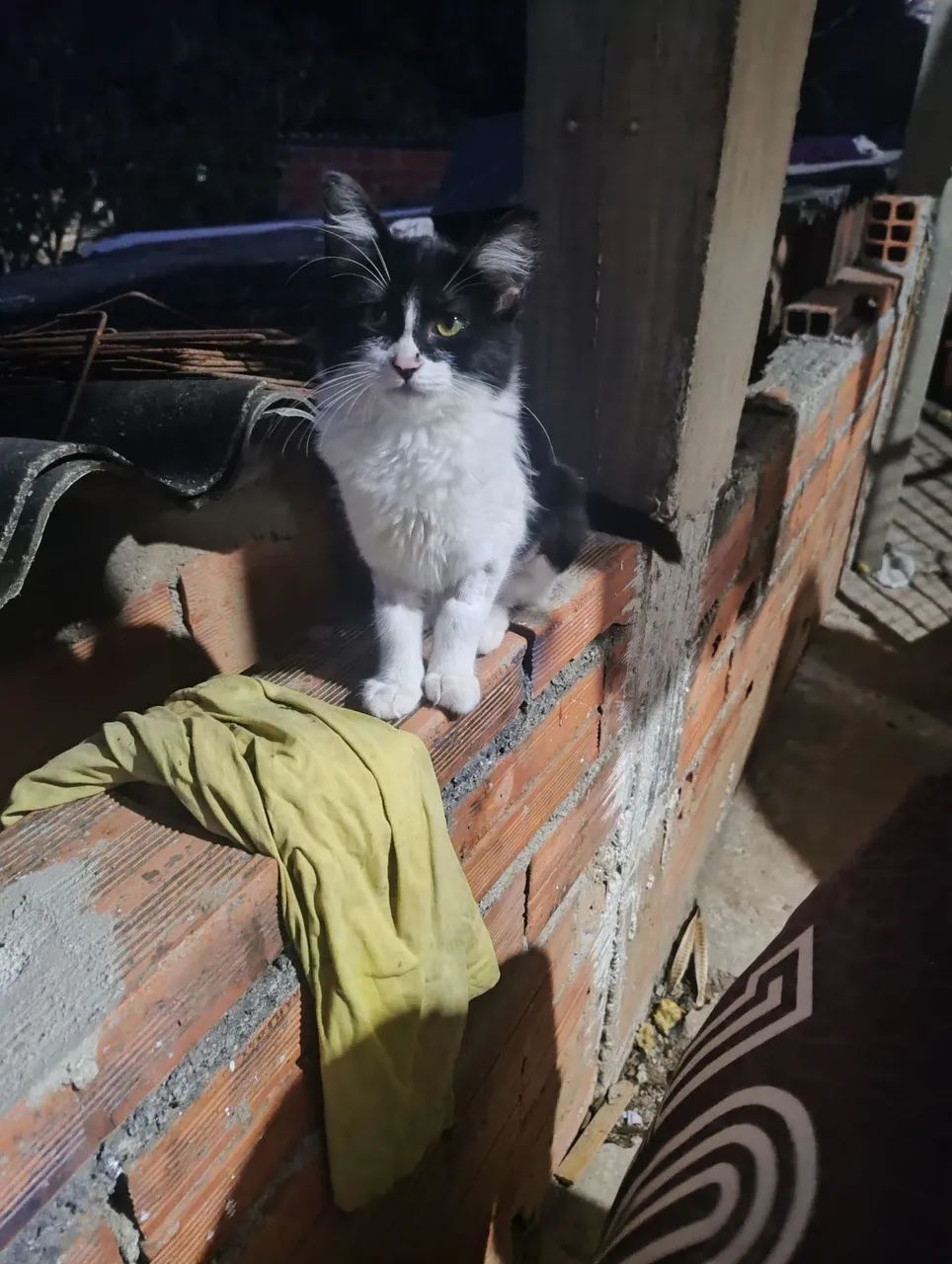Doação de gata castrada  - Foto 3