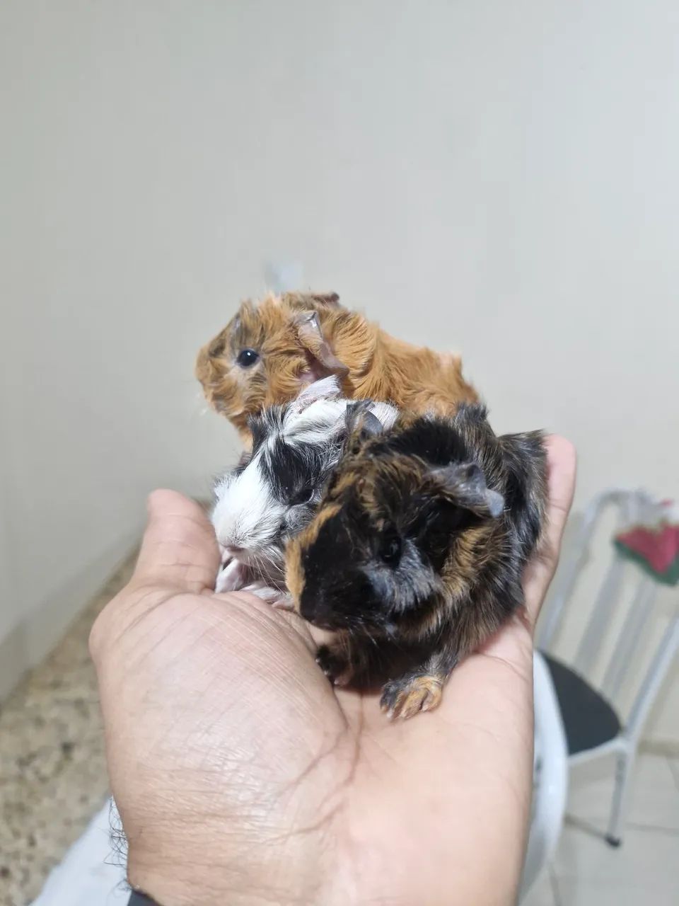 Filhote de  Porquinho da índia da raça Abissínio  - Foto 2