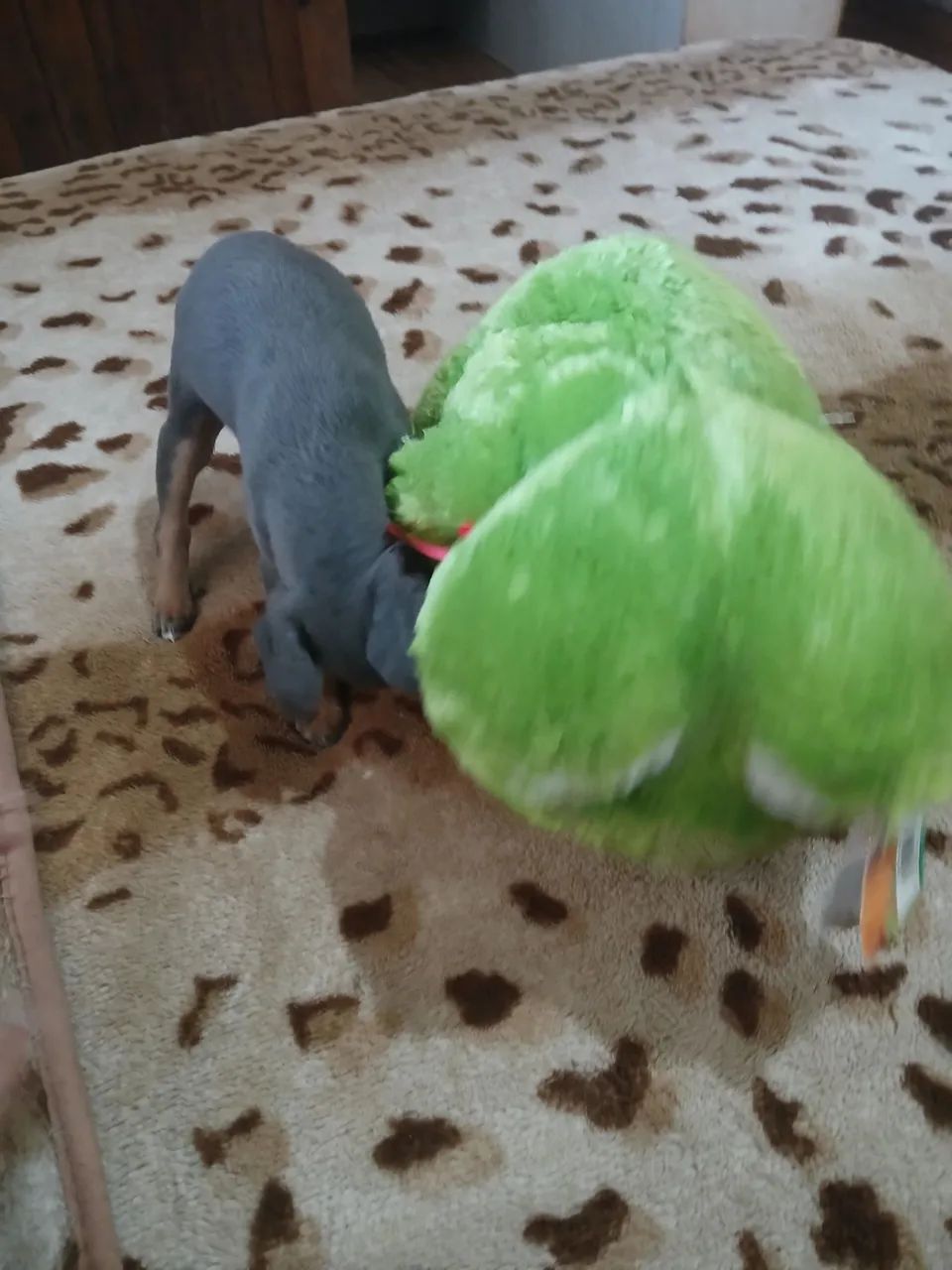 Pinscher Fêmea Blue - Foto 4